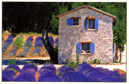 Provence (Postkarte)  -  Provence Postcard