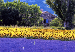 Provence (Postkarte)  -  Provence Postcard